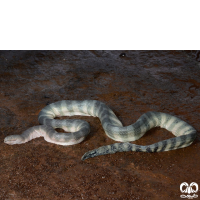 گونه مار دریایی نوک دار Beaked Sea Snake